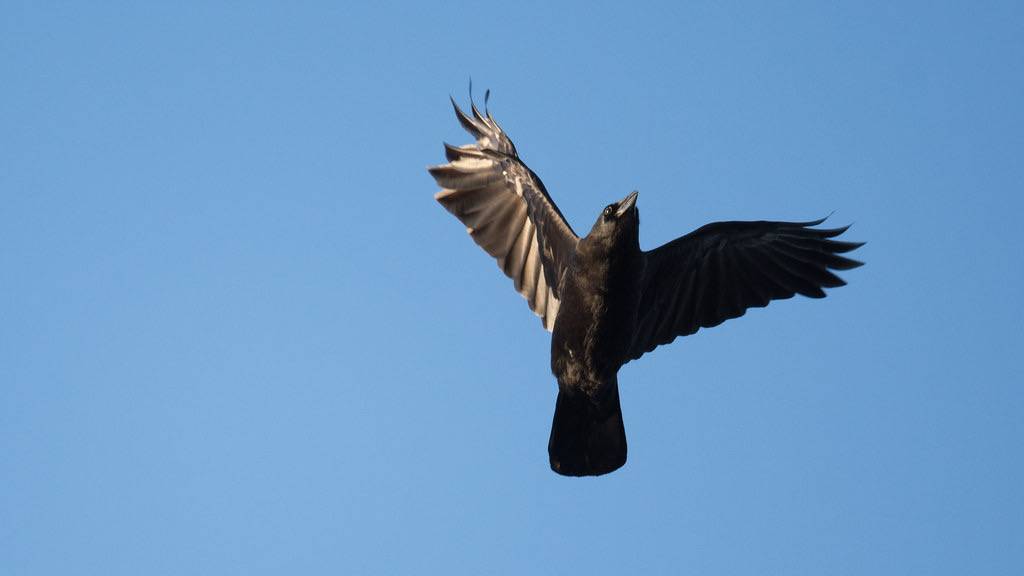american crow in flight at sunrise by russimages is licensed under CC BY 2.0